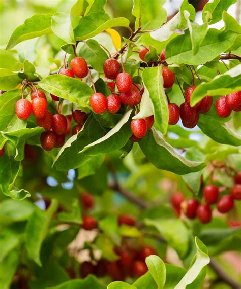 Goumi berry. Things To Know About Goumi berry. 